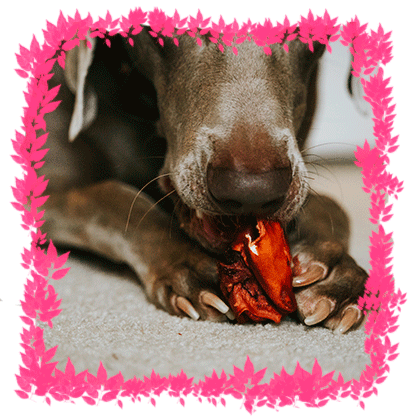 Perro comiendo snack deshidratado